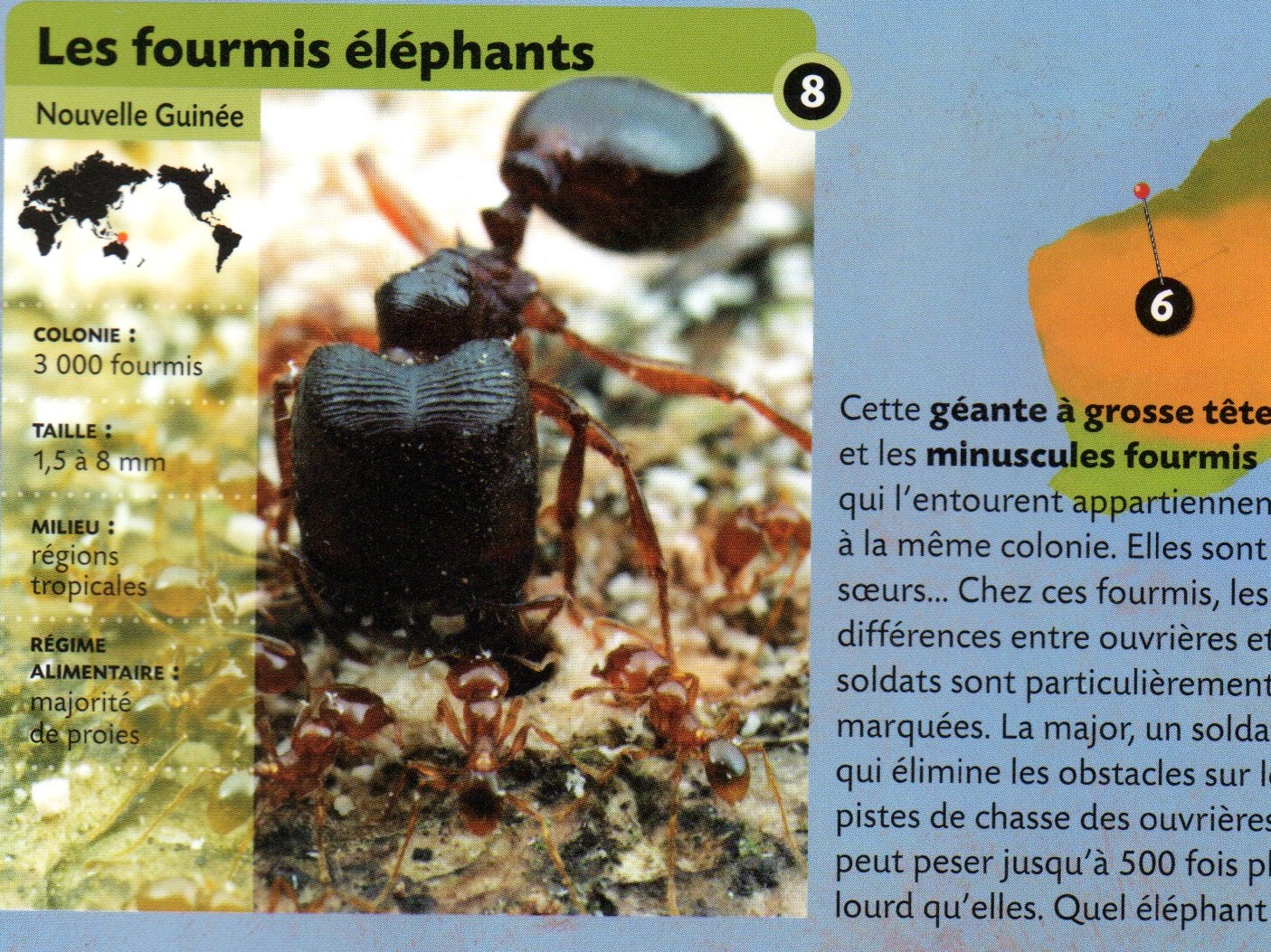 C'est pas sorcier - Les fourmis